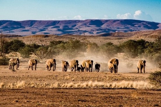 Национальный парк Намибии Этоша