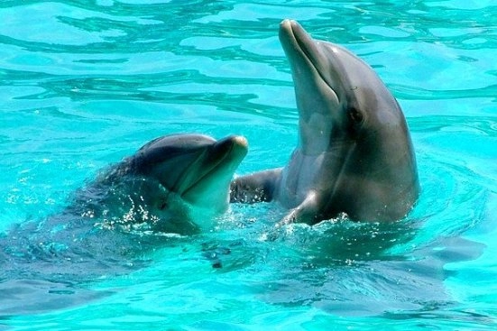 Экскурсии в Паттайе — дельфинариумы